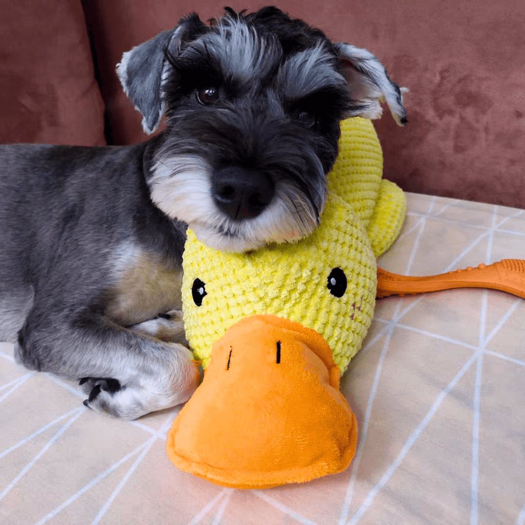 Calming Duck Toy by Wowpetsmart®