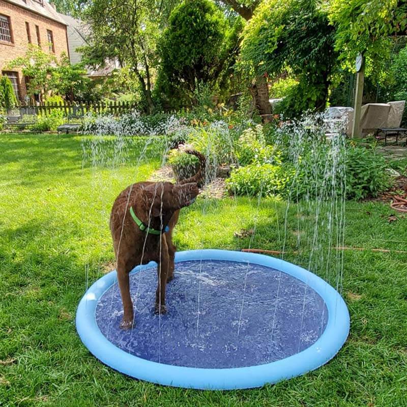 Splash Pad - Endless Doggy Summer Fun!